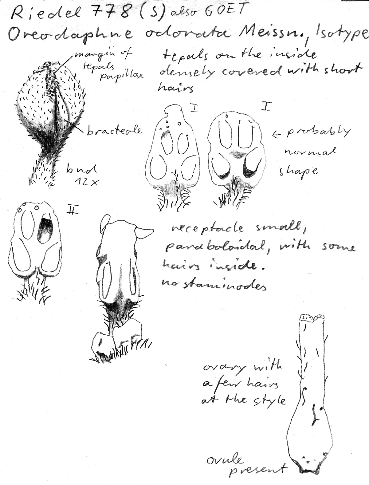 Vorschaubild Oreodaphne odorata Meisn.